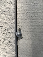 Prochoerodes forficaria