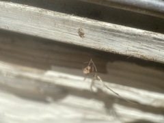 Parasteatoda