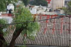 Haemorhous mexicanus