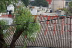 Haemorhous mexicanus