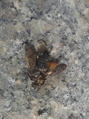 Macroglossum stellatarum