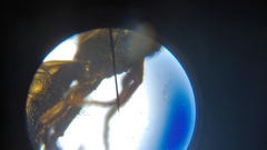 Hymenoptera