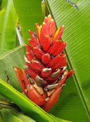 Musa coccinea