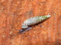 Clausilia