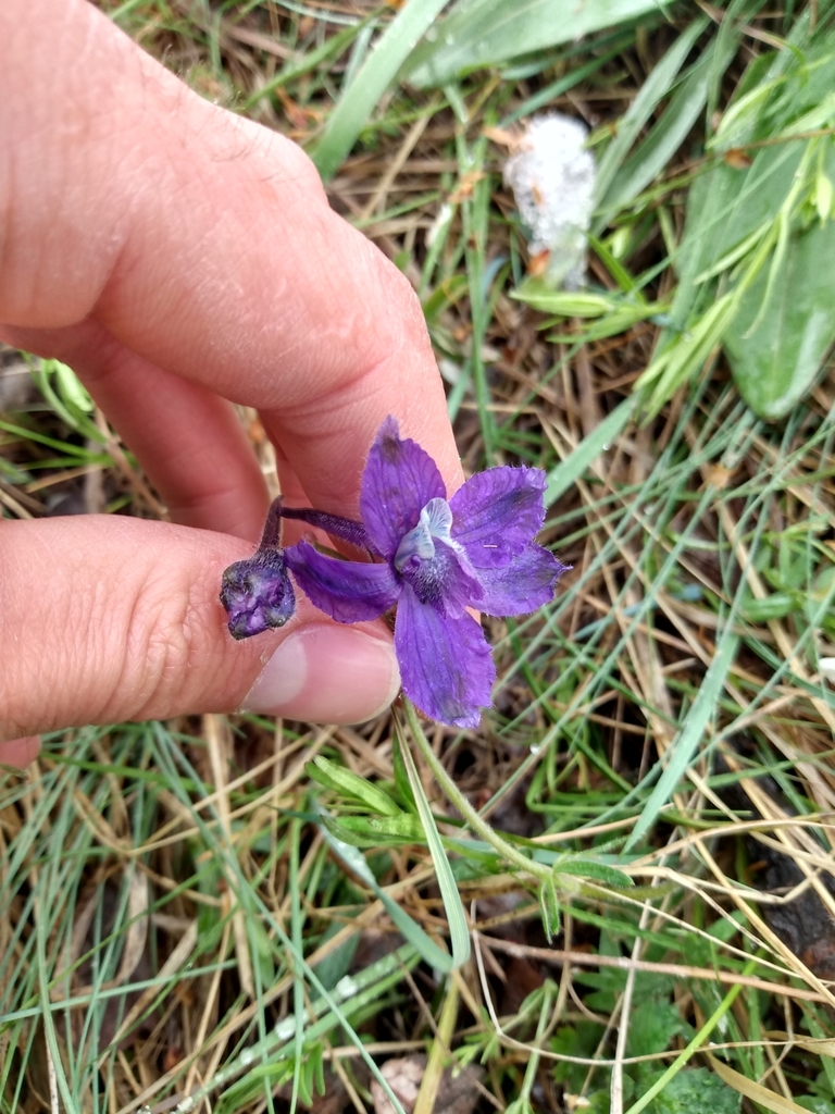 Low Larkspur from Spring Coulee, AB T0K 2C0, Canada on May 24, 2021 at