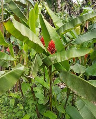 Musa coccinea