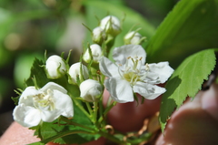Crataegus chrysocarpa phoeniceoides