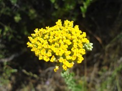 Achillea ageratum