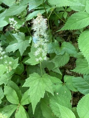 Tiarella nautila