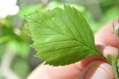 Crataegus chrysocarpa phoeniceoides