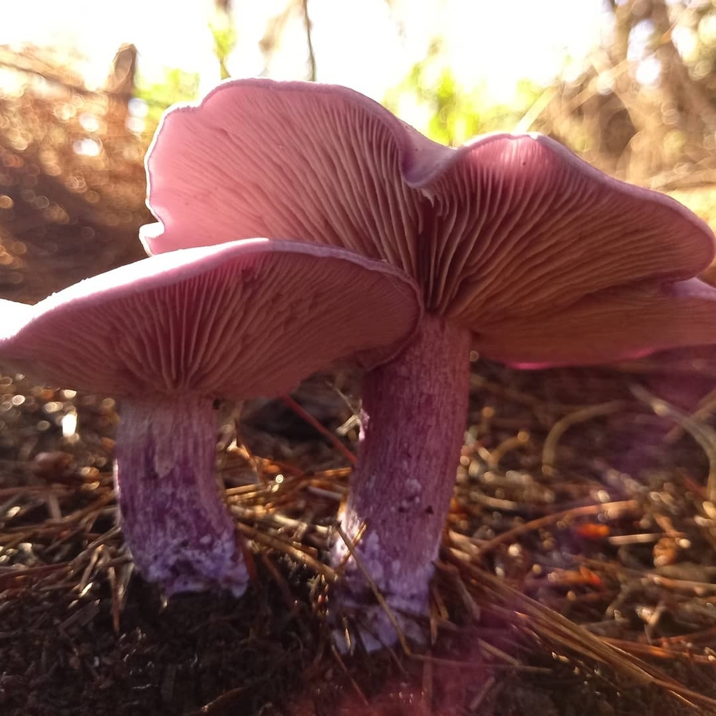 Collybia nuda · May 2021 · photo: © soldemarmaulina (iNaturalist, cc-by)