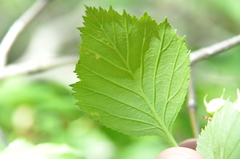 Crataegus chrysocarpa phoeniceoides
