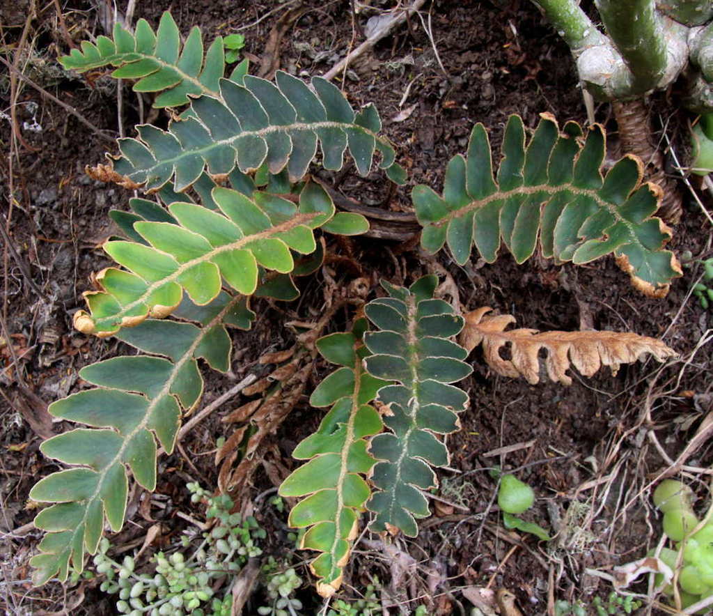 Doradilla