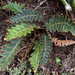 Asplenium aureum - Photo (c) Michael 2020, algunos derechos reservados (CC BY-NC), subido por Michael 2020