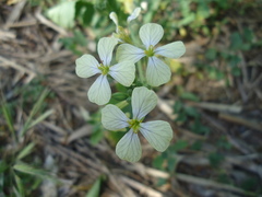 Raphanus raphanistrum raphanistrum