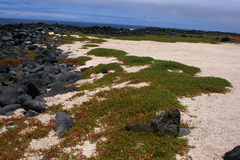 Sesuvium edmonstonei