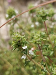 Thymus capitellatus