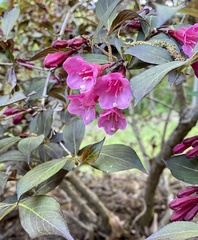 Weigela floribunda