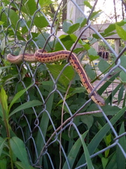 Thamnophis sirtalis