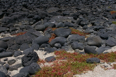 Sesuvium edmonstonei