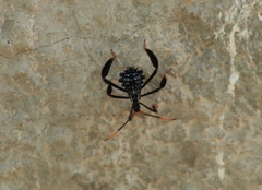 Acanthocephala thomasi