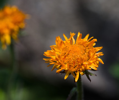 Erigeron aurantiacus