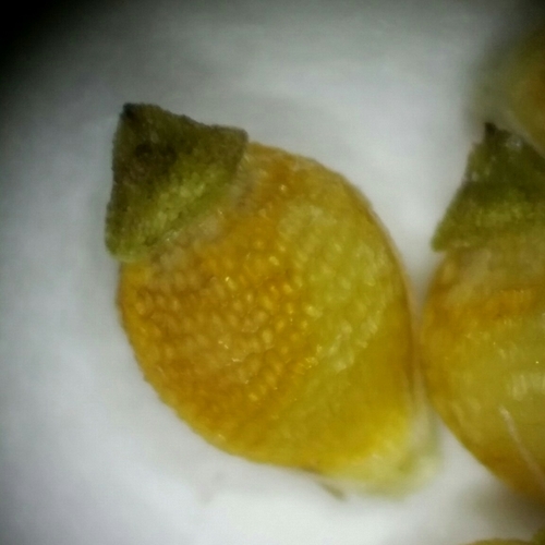 Image of Rhynchospora globularis by (c) Jay Horn, some rights reserved (CC BY)