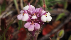 Castilleja densiflora gracilis