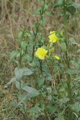 Oenothera × fallax