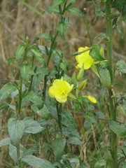 Oenothera × fallax