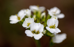 Cardamine glacialis