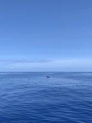 Globicephala