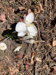 Weldenia candida