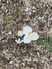 Weldenia candida