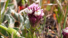 Castilleja densiflora gracilis