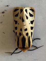 Apantesis arizoniensis