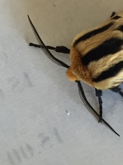 Apantesis arizoniensis