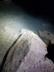 Orconectes pellucidus