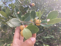 Elaeodendron xylocarpum