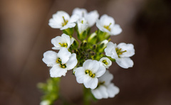 Cardamine glacialis