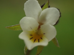 Viola arvensis arvensis