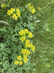 Euphorbia verrucosa