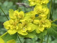 Euphorbia verrucosa