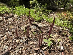 Corallorhiza maculata