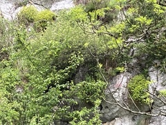 Euphorbia spinosa