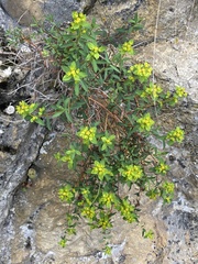 Euphorbia spinosa