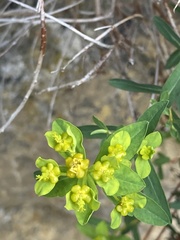 Euphorbia spinosa