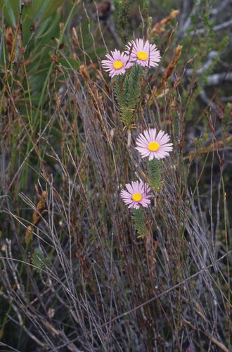 Bushy Felicia (Felicia nordenstamii)