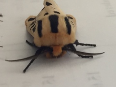 Apantesis arizoniensis