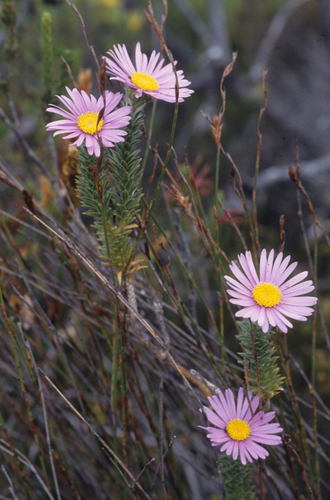 Image of Felicia nordenstamii by (c) Tom Lloyd Evans, some rights reserved (CC BY-SA)